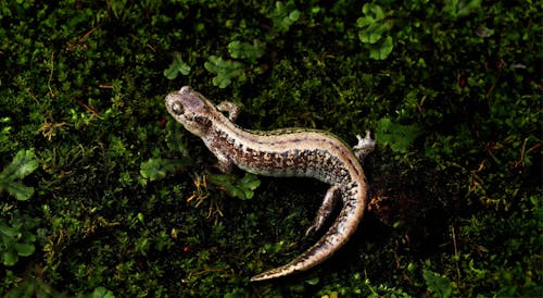 Siberian Salamander (Salamandrella keyserlingii)